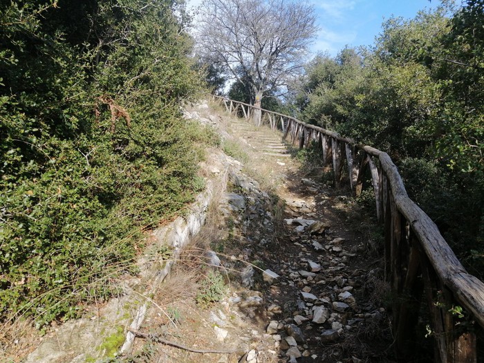 Bitki örtüsü
